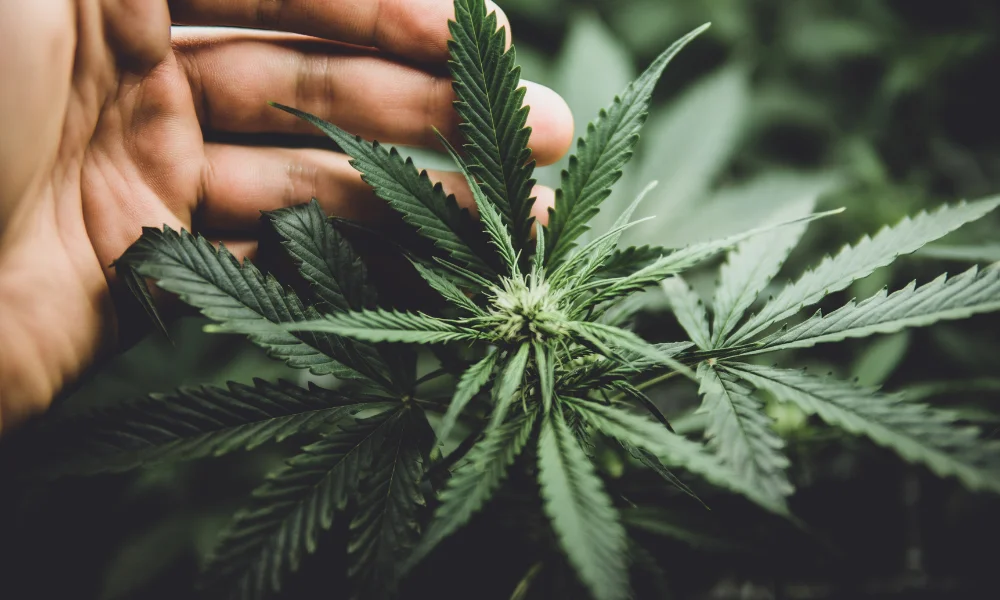 NFP Acquires Frontier Risk to Strengthen Cannabis Insurance Offerings Amid Federal Changes